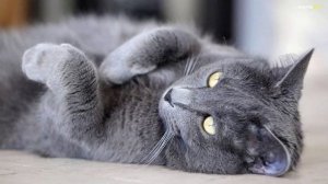 КОШКА НИБЕЛУНГ ВСЕ О ПОРОДЕ. ПЛЮСЫ И МИНУСЫ, ЛУЧШИЕ ПОР