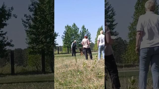 1 Оч/хор ЧЕРРИ из Звёздной Линии +0+ №37. КЧК АНГАРСК 25 мая`25 Ю.Скиба Моно немецких овчарок