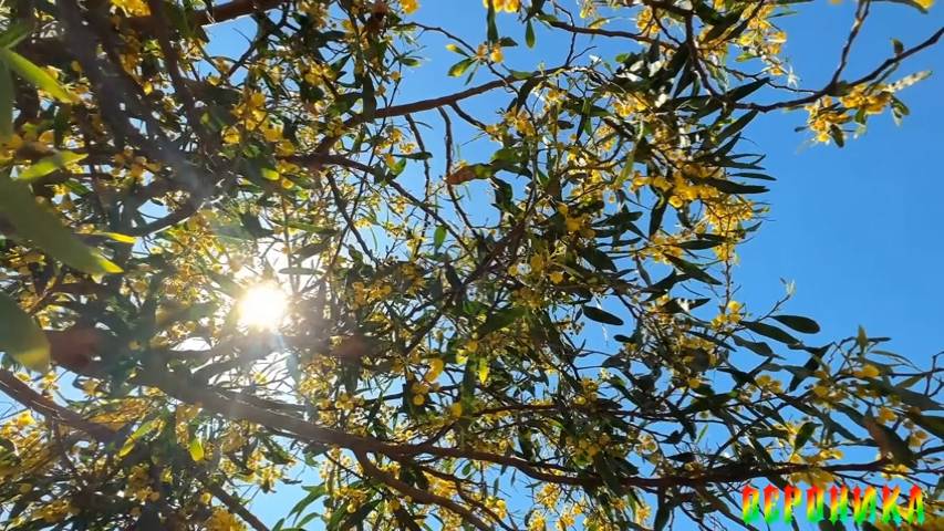 САМАЯ ЛЮБИМАЯ -сл Лика Ильинова музыка исполняет Алексей Раджабов смотреть онлайн