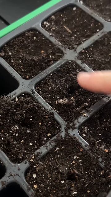 Выращиваем перец и помидоры на подоконнике 🌶️🍅 #рас смотреть онлайн