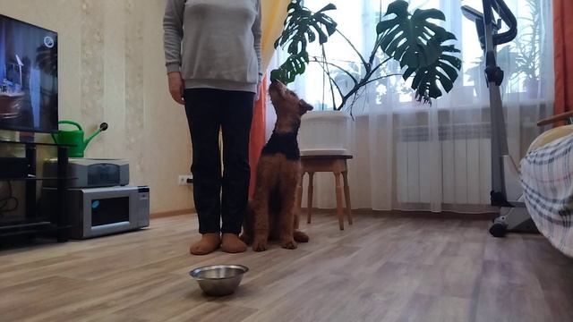 Защита без фигуранта. Дина. Транспорт 4.