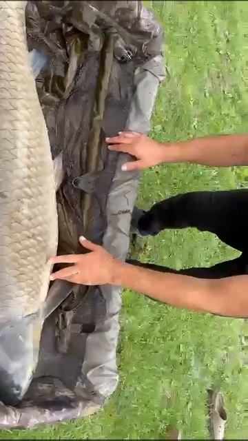 МОНСТЕР!!37+ Амур из Озера #fishing #carpfishing #рыбалка