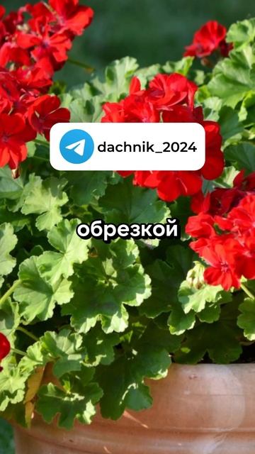Почему не цветёт герань? | Дачные советы, дача и огород смотреть онлайн