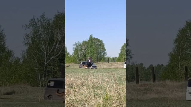 2 Отл. СС ЯДВИГА с Братского взморья +++ №26. КЧК АНГАРСК 25 мая`25 Ю.Скиба Моно немецких овчарок