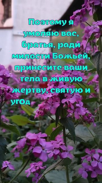 Хвалите Господа всем что есть у вас #иисус #любовь #мол? смотреть онлайн