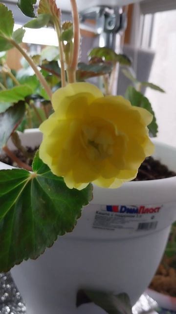 Беллеконии ампельные. плети до 1,5м смотреть онлайн