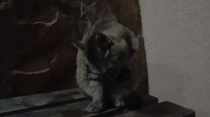 Кот. Просто кот.