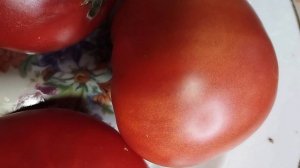 Томаты для открытого грунта, устойчивые к болезням, не