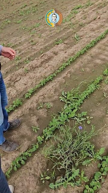 Василёк vs. Алистер Гранд #агро смотреть онлайн