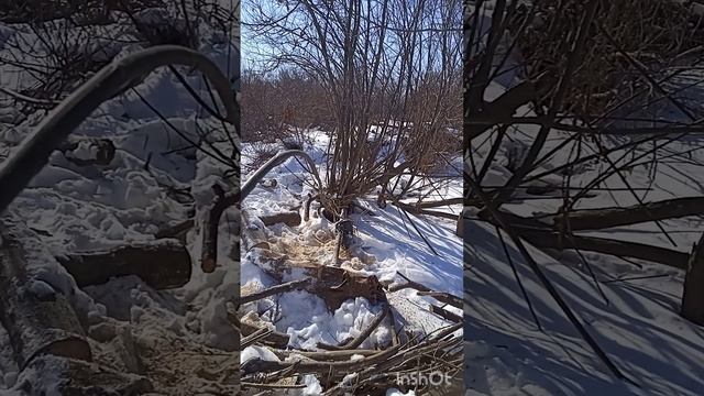 husqvarna 365 копия пилю дровишки она просто идеально 5 лет в смотреть онлайн
