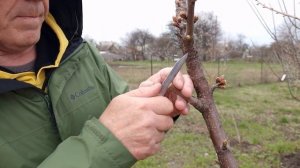 Прививка крупной черешни вращеп.