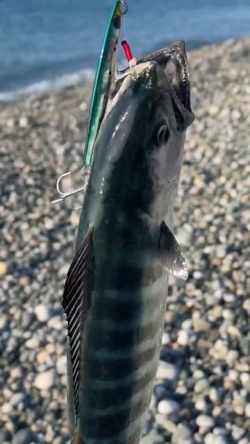 Пеламида #рыбалкасгидом #fishing #абхазия