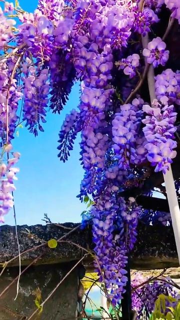 Синее небо и фиолетовые цветки глицинии. Чудо цветок.