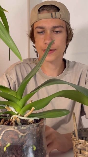 Орхидея запускает корни в вазе #phalaenopsis #орхидеи #flower #flo смотреть онлайн