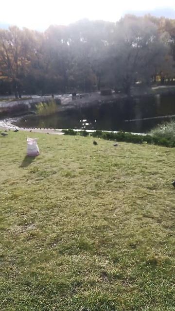 Беседка в парке Дубки смотреть онлайн