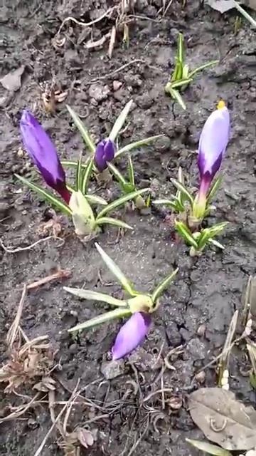 Весна на Белгородчине, первоцветы расцветают. #сад #га смотреть онлайн