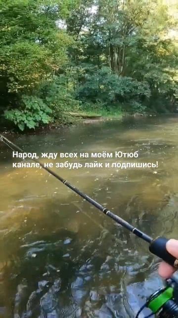 Форелевая речка, лучше местами не придумаешь? #рыбалка смотреть онлайн
