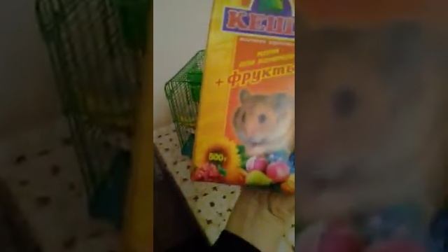 Обзор хомека семена и его клетку смотреть онлайн