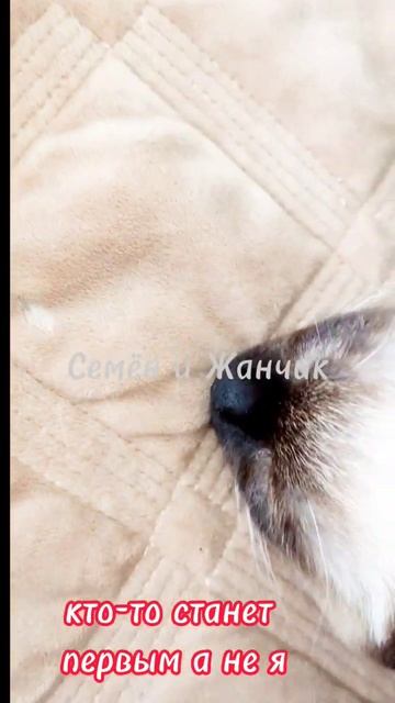 Семён и Жанчик #меконгскийбобтейл #cat #котики #кот