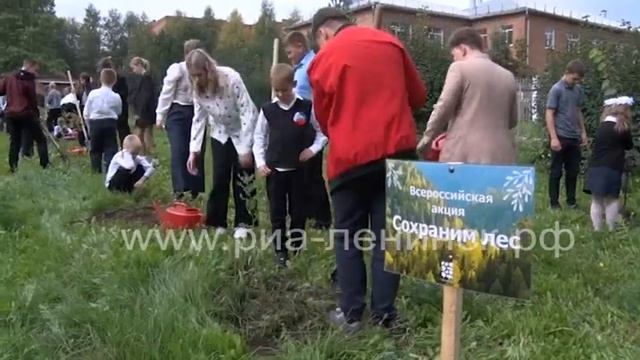 2 миллиона деревьев высадят в Кузбассе в рамках всерос смотреть онлайн