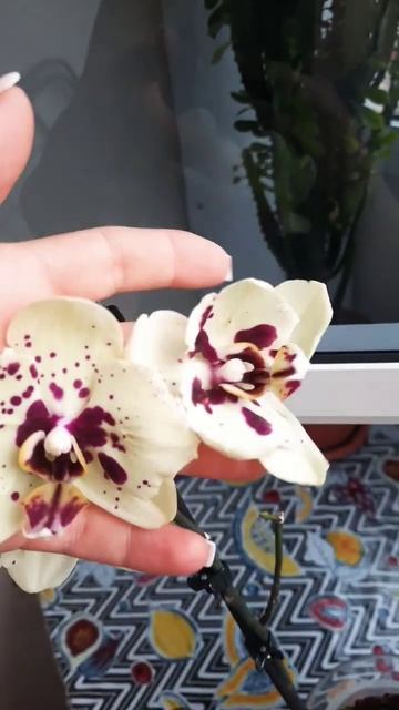 фаленопсис Альбуфера бабочка/трилипс крупноцвет#поку смотреть онлайн