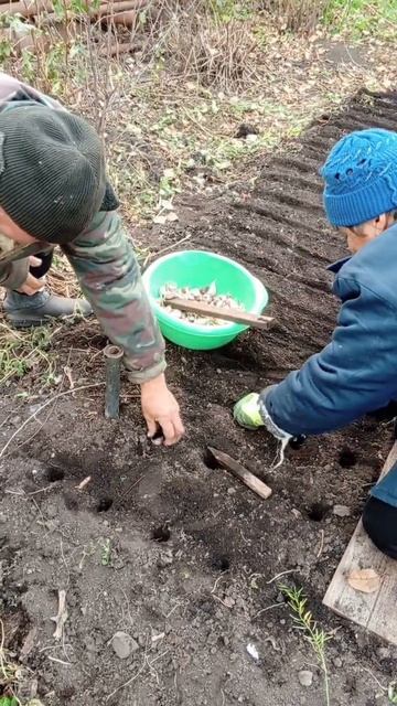 Посадка чеснока под зиму. смотреть онлайн
