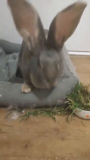Зайка ест первую весеннюю траву #rabbit #bunny #funnyanimals #зайка смотреть онлайн