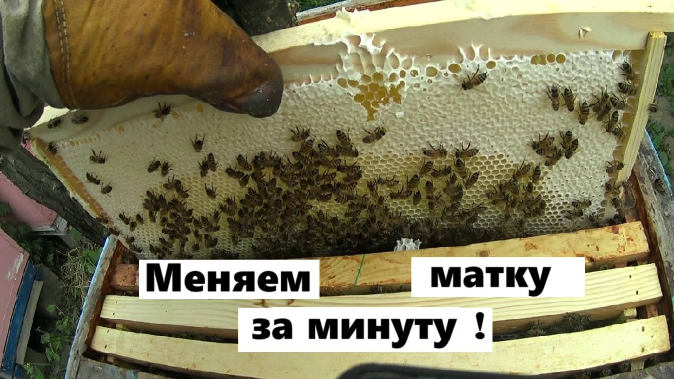 Замена пчелиной матки за минуту. смотреть онлайн