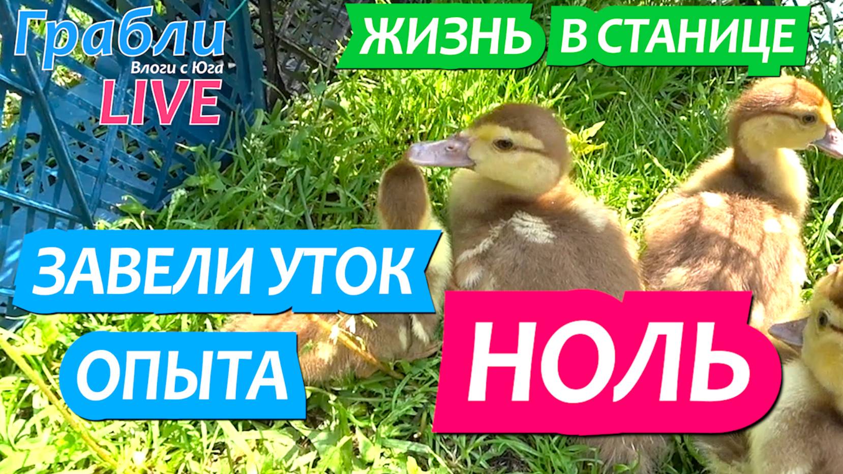 924 серия 03.06.25 Уже 4 дня с утятами. Полет нормальный Жизнь в своем доме на Юге станица Динская смотреть онлайн