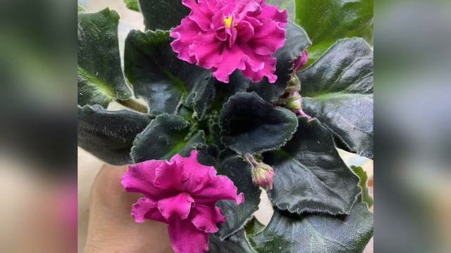 СЕКРЕТЫ выращивания фиалок(продолжение)‼️@marinaqueen9988 смотреть онлайн