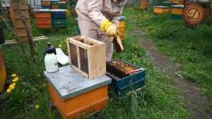 СОЗДАНИЕ ИСКУССТВЕННОГО РОЯ. БЕЗВОЩИННЫЙ ПЧЕЛОПОКЕТ
