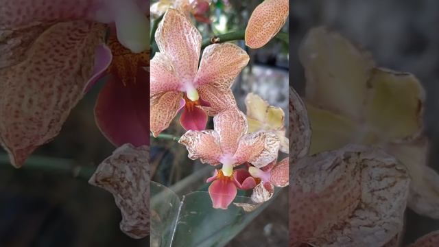 Трипс гуляет по цветку #орхидеицветут #трипс #мучнисты смотреть онлайн