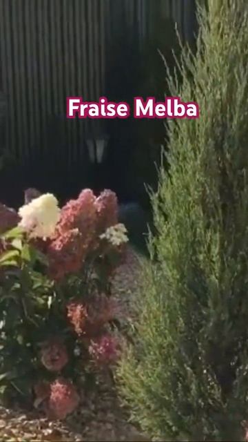 #гортензия #fraisemelba #hydrangea #hortensia #hydrangeaflower #садгортензий #