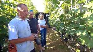 🔴🔴1-Я ЧАСТЬ. Шикарный Виноградник за 3 Года. Виноград