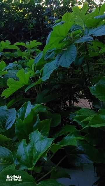 Зелёные насаждения растительность во дворе смотреть онлайн