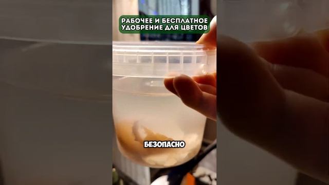 Рабочее и бесплатное удобрение для цветов #дача #урожа смотреть онлайн