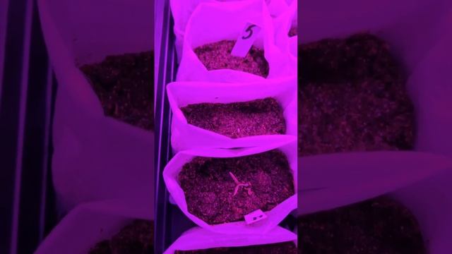 На сегодня, 29 января 2025 года проросли 235 томатов из 366, п смотреть онлайн