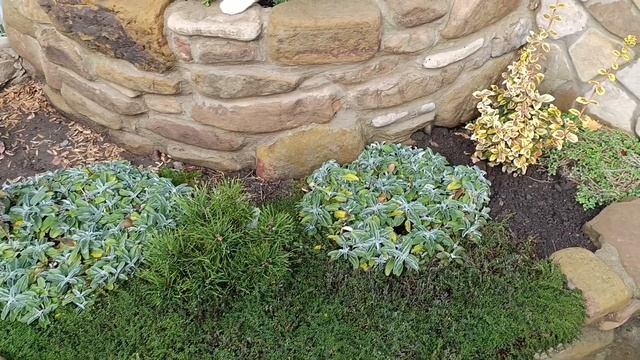 1 ноября 🍂продолжаю пересадки 🌱сажаю камнеломки и о? смотреть онлайн