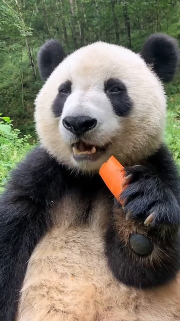 Панда вкусно ест морковку🥕 🐼 Подпишись @sganby смотреть онлайн