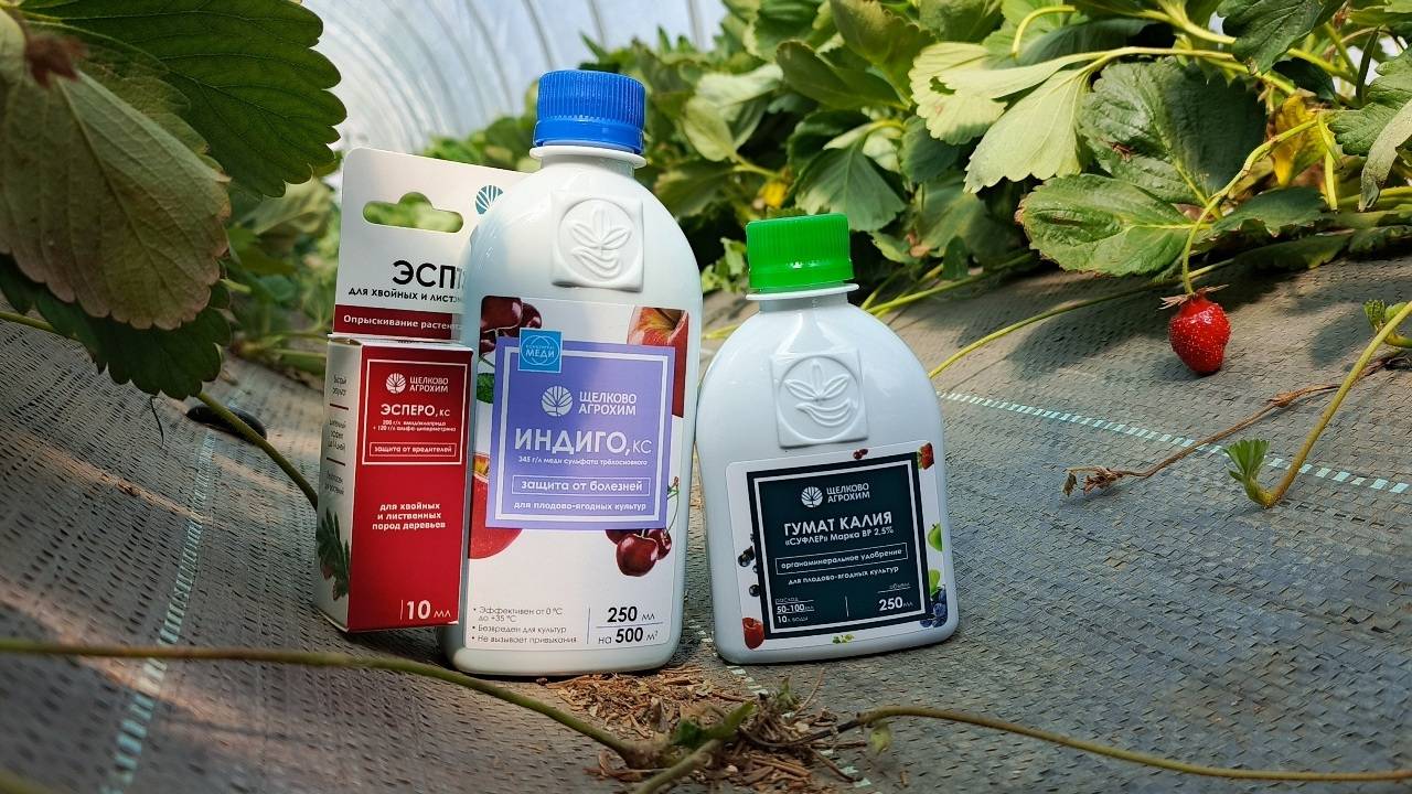 СПАСАЕМ КЛУБНИКУ После Сбора Урожая! Обрезка + Обработка от Болезней и Вредителей смотреть онлайн