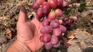 Ранние сорта винограда 2024 года - 5 часть . Кузьмич , Бела