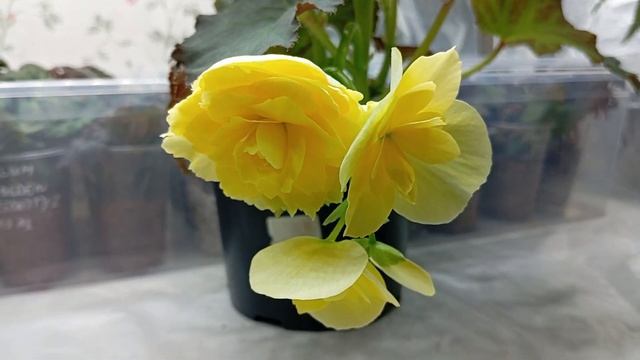 Бегония Соления Йеллоу (Begonia Solenia Yellow) смотреть онлайн