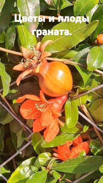 #цветы #гранат #marynazapekina #турциянашажизнь #мариназапеки