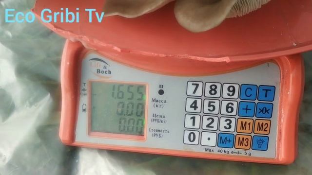 Первый урожай вешенки в теплице . Эксперимент . #7 смотреть онлайн