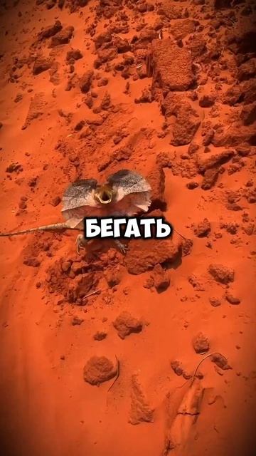 А вы знаете что в Австралии обитают самые редкие и опа? смотреть онлайн