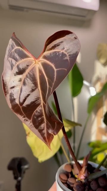 Антуриум Crystal x Bessea #anturium #plants #greenlove #plantslife #plantlover #greendesign смотреть онлайн