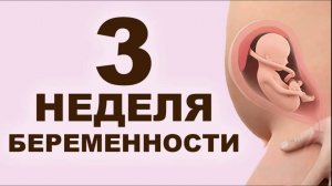 Что происходит с мамой и ребёнком на 3 неделе беременности? 1 месяц беременности. Первый триместр