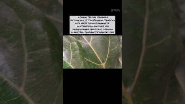ЛИРАТА в Эпицентре: насекомые-вредители! Ficus lyrata #indoorplan смотреть онлайн