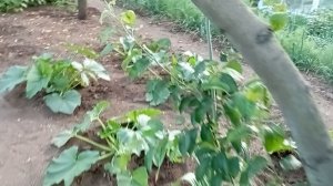 обзор всего огорода на 5 июня.../огород/дача/летний сезон