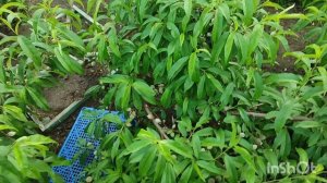 Налив плодов персика на Ферме Омская ягода. г. Омск